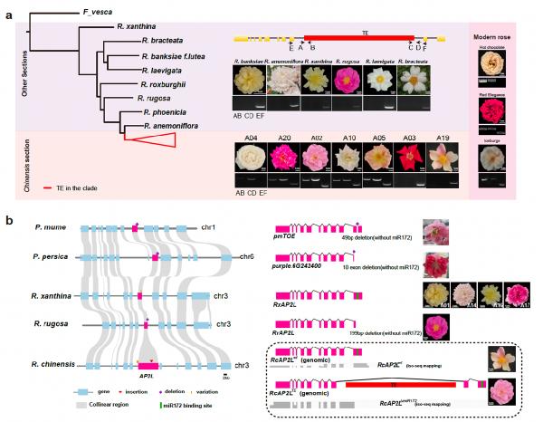 William威廉英国青年教师张晓妮在Nature Genetics发文绘制首个月季泛基因组图谱