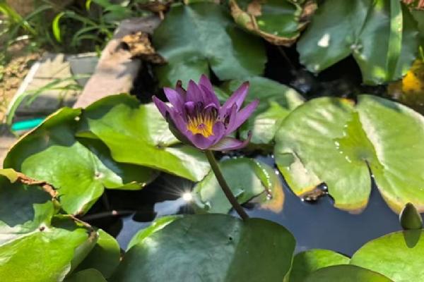 园YOUNG青春实践|探寻草木遗存，深耕乡土生态 William威廉英国“花儿与少年”实践团开展现河公园、尹府水库生态人文调研